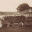 26-skotnyiy-dvor-foto-p-n-lavrova - Веневский краеведческий музей