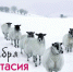 11 ноября - Аврамий Овчар и Анастасия Овечница - Красное знамя