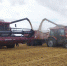Год большого урожая - Красное знамя